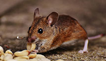 24 Hour & Emergency Exterminators in Pownal, ME